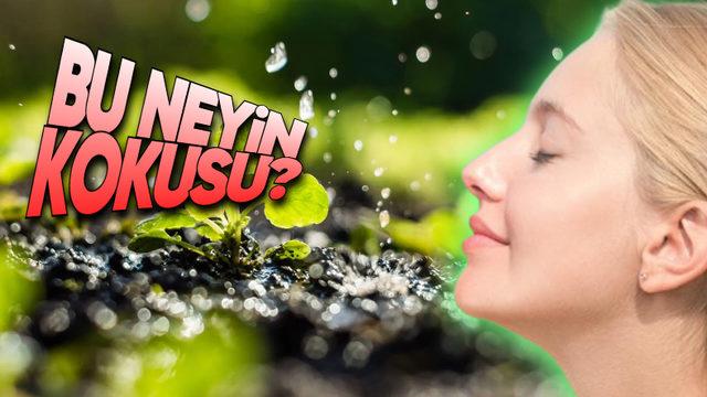 Yağmurdan Sonra ‘Toprak Kokusu’ Sanarak Soluduğumuz Kokunun Aslında Neye Ait Olduğunu Öğrenince Ufak Çaplı Bir Aydınlanma Yaşayabilirsiniz