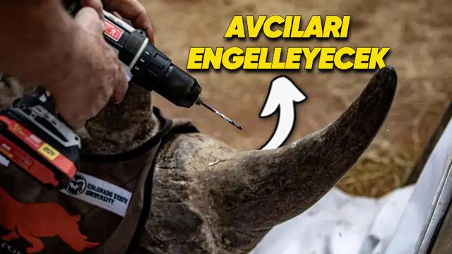 Gergedanların Boynuzlarına Canlı Canlı Radyoaktif Madde Enjekte Edilmeye Başlandı! İşte Fazlasıyla Hak Vereceğiniz Nedeni