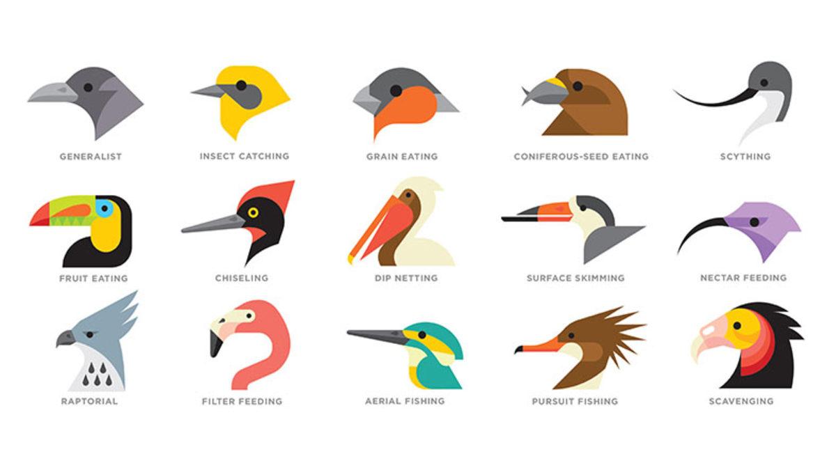 Dünyadaki Tüm Kuşların Neden Tek Bir Formda Değil de Kendilerine Has Çeşit Çeşit Gagaları Var?