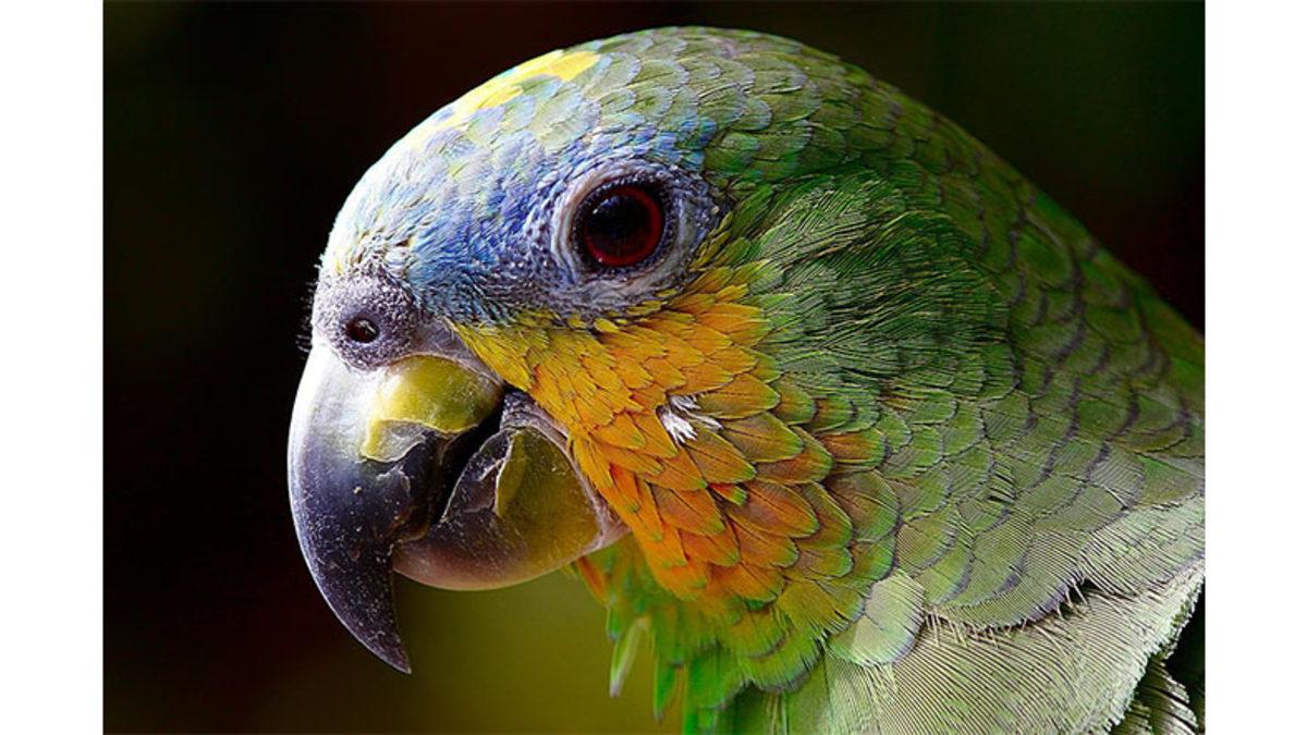 Dünyadaki Tüm Kuşların Neden Tek Bir Formda Değil de Kendilerine Has Çeşit Çeşit Gagaları Var?