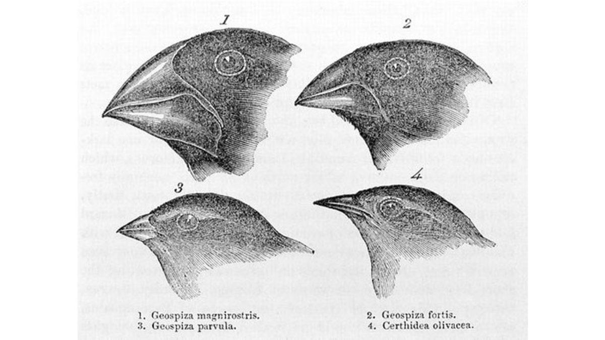Dünyadaki Tüm Kuşların Neden Tek Bir Formda Değil de Kendilerine Has Çeşit Çeşit Gagaları Var?