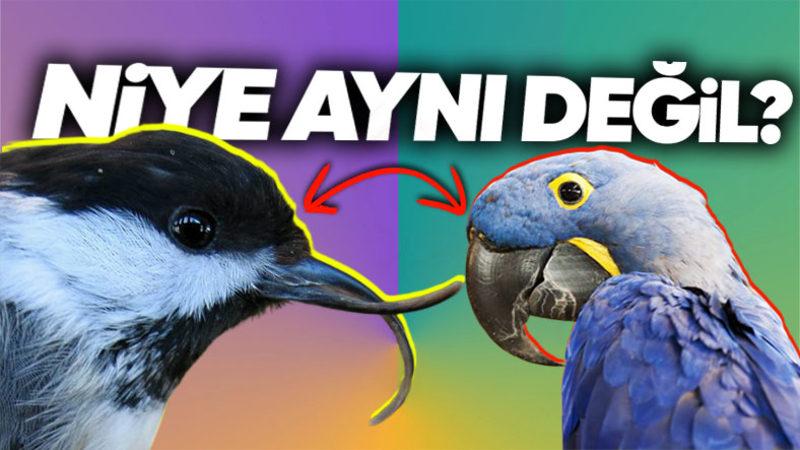 Dünyadaki Tüm Kuşların Neden Tek Bir Formda Değil de Kendilerine Has Çeşit Çeşit Gagaları Var?