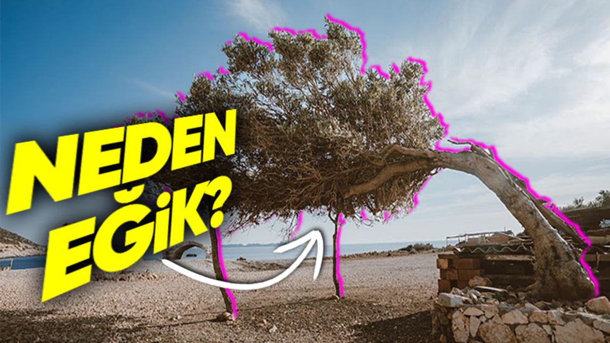 Deniz Kenarındaki Ağaçlar Neden Normal Ağaçlar Gibi Düz Değil de Eğik Olurlar?