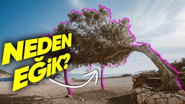 Deniz Kenarındaki Ağaçlar Neden Normal Ağaçlar Gibi Düz Değil de Eğik Olurlar?