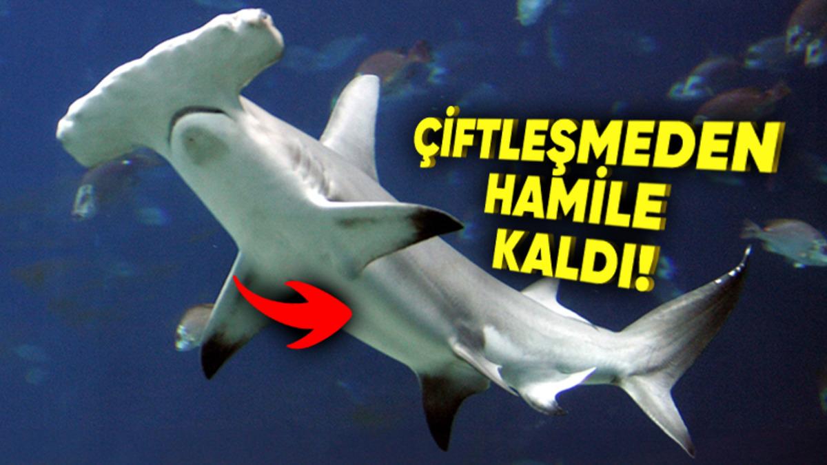 Bazı Hayvanlar Nasıl Oluyor da Çiftleşmeden Hamile Kalabiliyor?