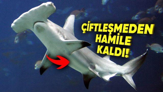 Bazı Hayvanlar Nasıl Oluyor da Çiftleşmeden Hamile Kalabiliyor?