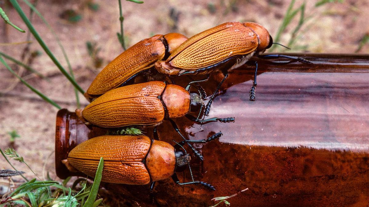 Bira Şişesiyle Çiftleştiği İçin Soyu Tükenmekte Olan Böceğin Trajikomik Hikâyesi