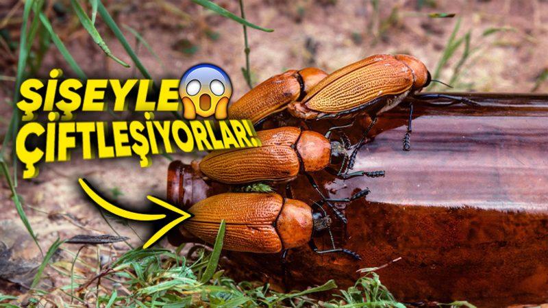 Bira Şişesiyle Çiftleştiği İçin Soyu Tükenmekte Olan Böceğin Trajikomik Hikâyesi