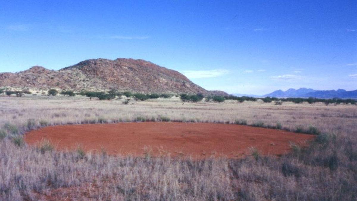 Dünyanın Dört Bir Yanındaki Bu Gizemli Peri Çemberlerinin Sırrı Ne?