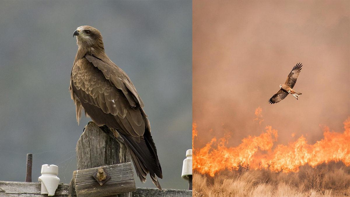 Sanki Kuş Değil Ejderha: Avustralya’daki Yangınlar Nasıl Oluyor da Bazı Kuşlar Tarafından Daha da Yayılıyor?