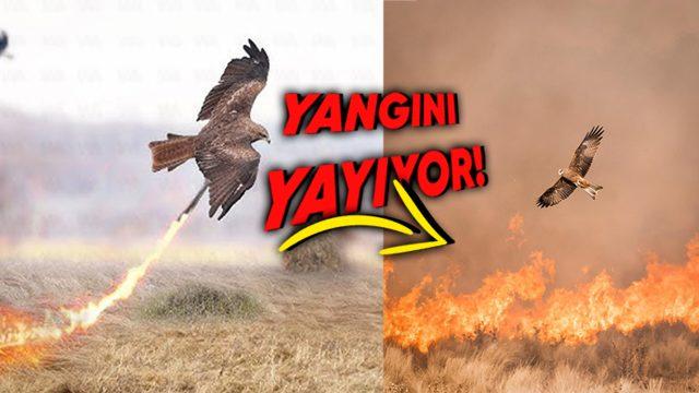 Sanki Kuş Değil Ejderha: Avustralya’daki Yangınlar Nasıl Oluyor da Bazı Kuşlar Tarafından Daha da Yayılıyor?