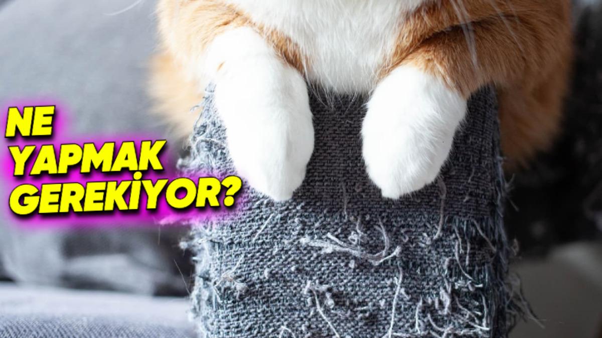 Bilim İnsanları, Kedilerin Mobilyaları Neden Tırmaladığını ve Bu Sinir Bozucu Durumun Nasıl Engelleneceğini Açıkladı