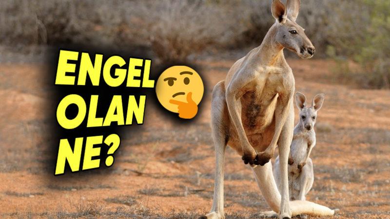 Kanguruların Neden Geri Geri Gidemediğini Öğrenince Bir Yaşınıza Daha Gireceksiniz