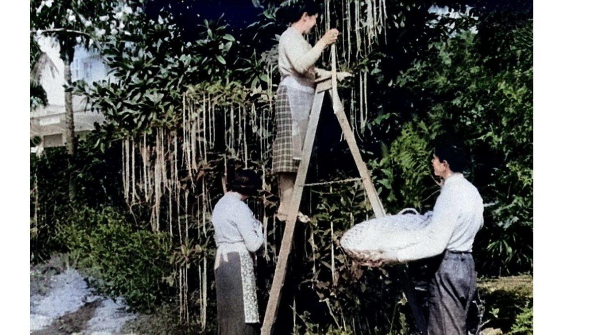 BBC’nin İzleyicileri Fena Trollediği Spagetti Ağaçları Şakası: Gerçekten İnanmışlar!