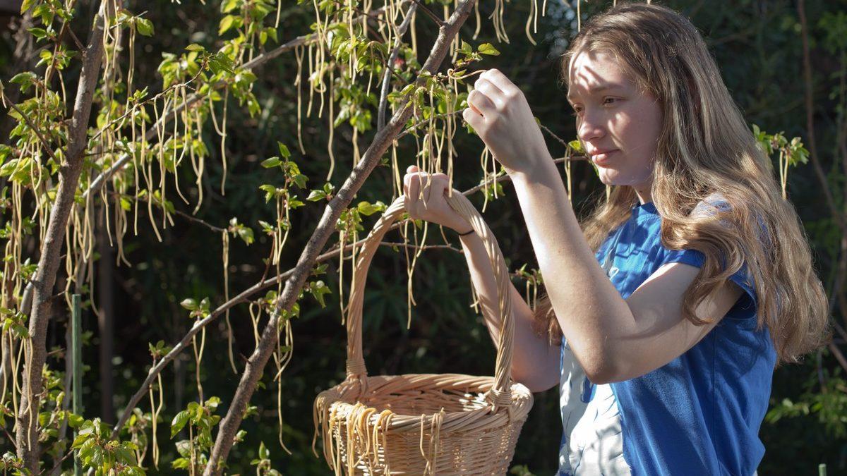 BBC’nin İzleyicileri Fena Trollediği Spagetti Ağaçları Şakası: Gerçekten İnanmışlar!