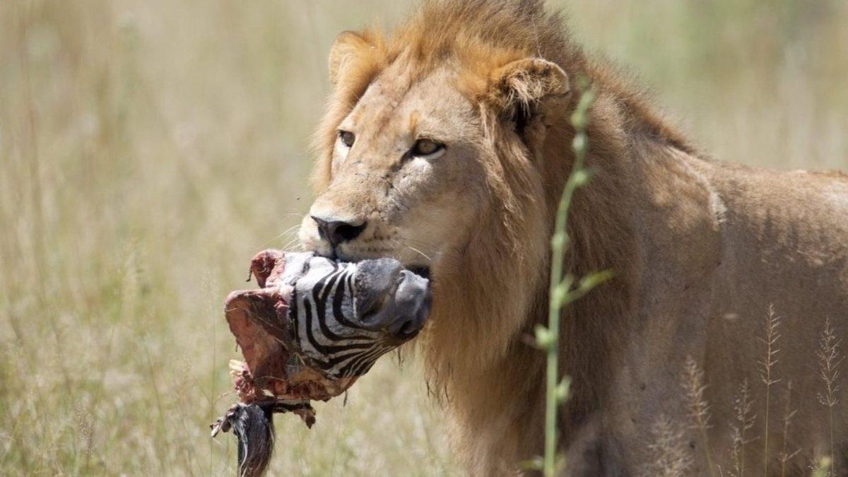 Erkek Aslanlar, Bölgelerini Korumayı Bırakıp Ava Çıkar mı Yoksa Bu İşi Gerçekten Sadece Dişilere mi Bırakır?