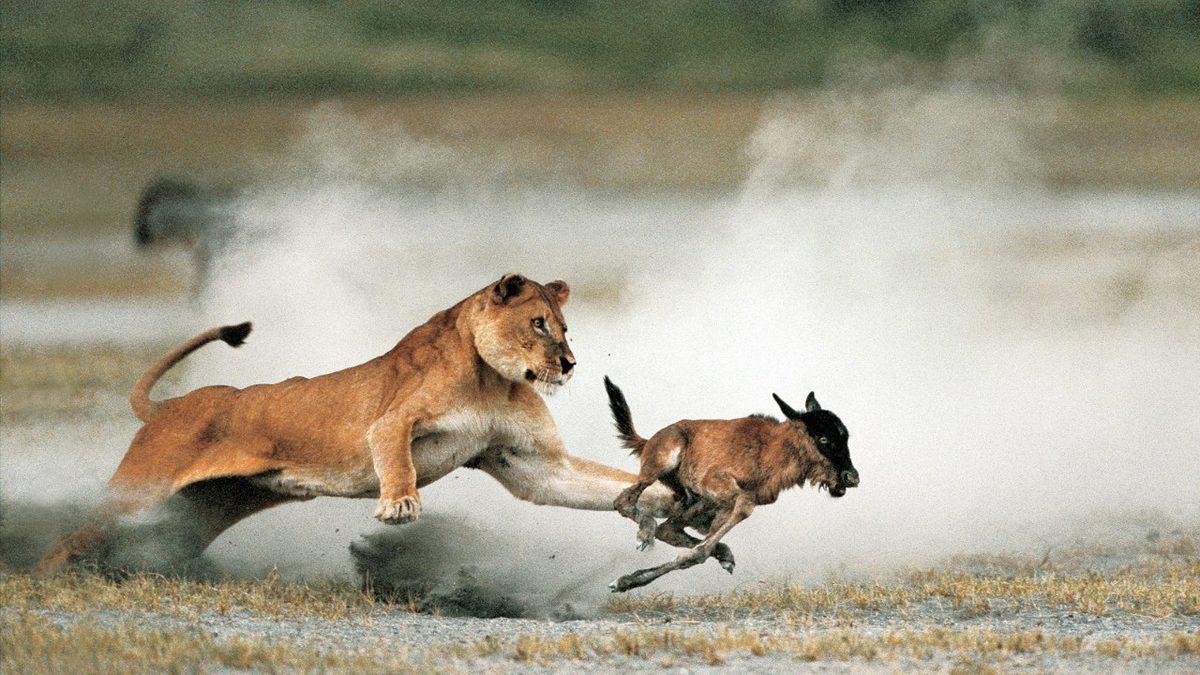 Erkek Aslanlar, Bölgelerini Korumayı Bırakıp Ava Çıkar mı Yoksa Bu İşi Gerçekten Sadece Dişilere mi Bırakır?