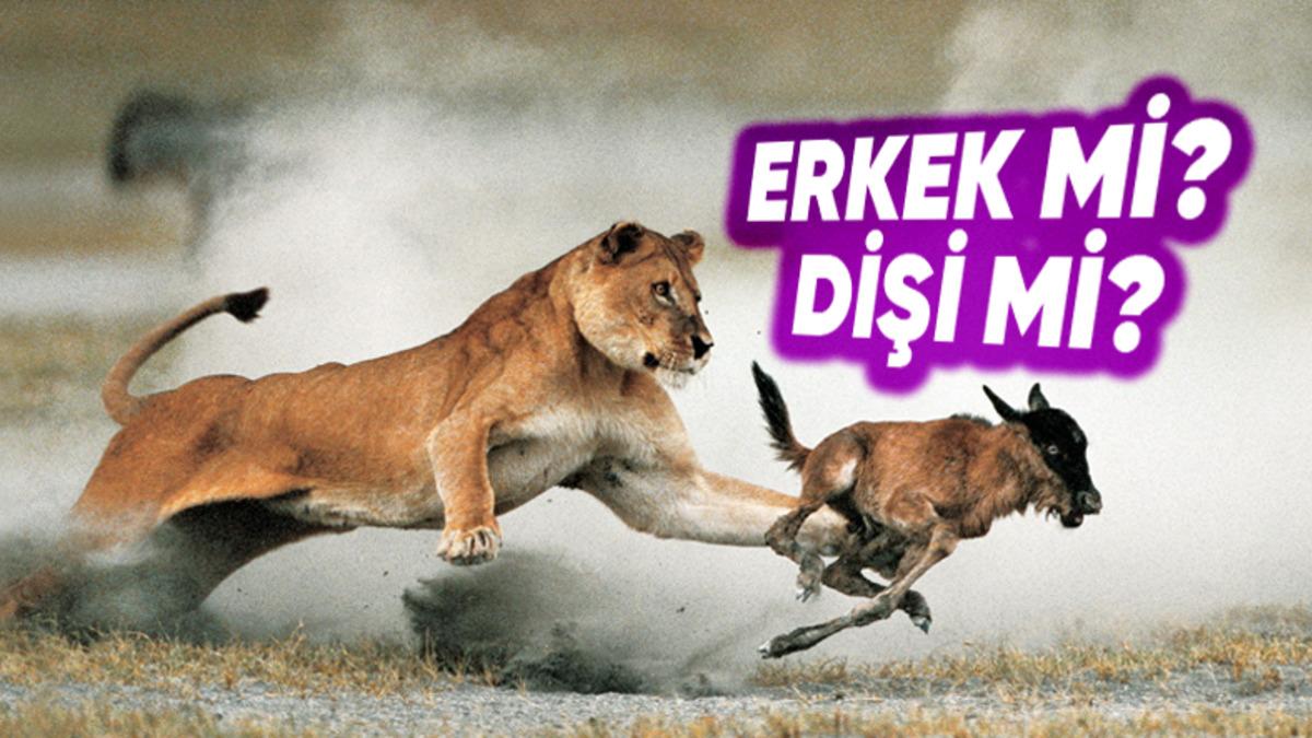 Erkek Aslanlar, Bölgelerini Korumayı Bırakıp Ava Çıkar mı Yoksa Bu İşi Gerçekten Sadece Dişilere mi Bırakır?