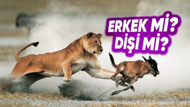 Erkek Aslanlar, Bölgelerini Korumayı Bırakıp Ava Çıkar mı Yoksa Bu İşi Gerçekten Sadece Dişilere mi Bırakır?