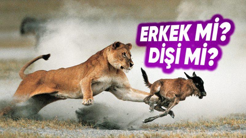 Erkek Aslanlar, Bölgelerini Korumayı Bırakıp Ava Çıkar mı Yoksa Bu İşi Gerçekten Sadece Dişilere mi Bırakır?