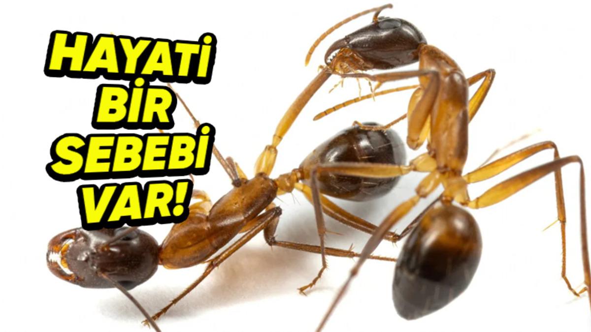 Karıncalar Birbirlerinin Bacaklarına Neden Koparacak Kadar Zarar Verir? Hayati Bir Sebebi Var!