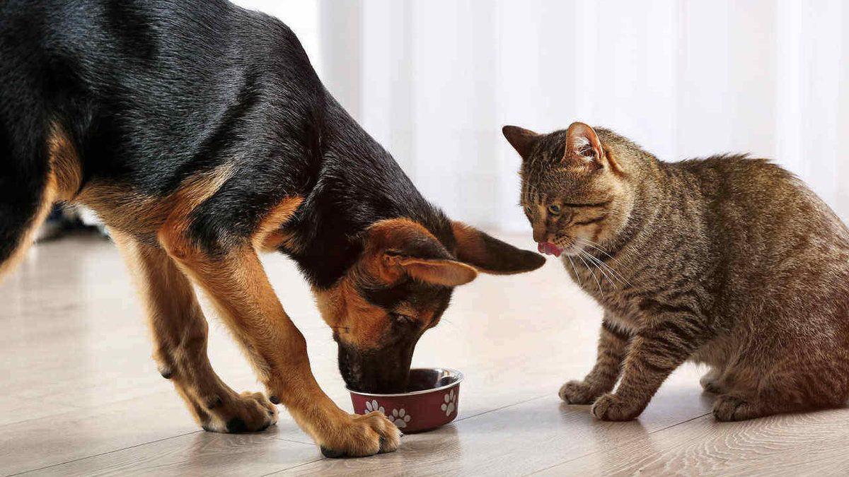 Kedi ve Köpek Mamalarının Dayanılmaz Derece Kötü Kokmasının Ardındaki İlginç Sebepler