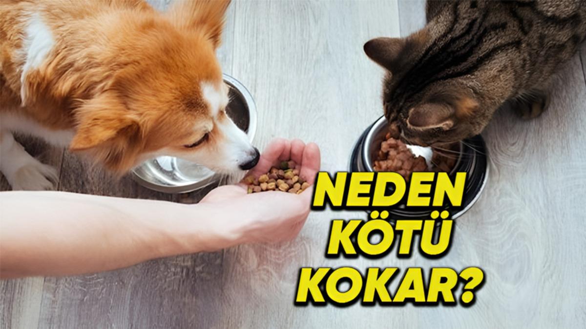 Kedi ve Köpek Mamalarının Dayanılmaz Derece Kötü Kokmasının Ardındaki İlginç Sebepler