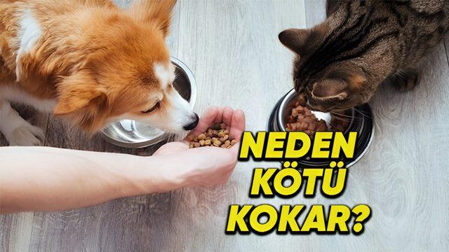 Kedi ve Köpek Mamalarının Dayanılmaz Derece Kötü Kokmasının Ardındaki İlginç Sebepler