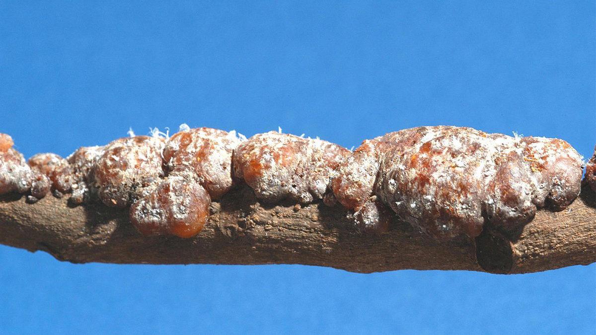 Neredeyse Her Şekerlemenin Arkasında Gördüğümüz E904 Kodu Nedir? Böceklerden Elde Ediliyormuş!