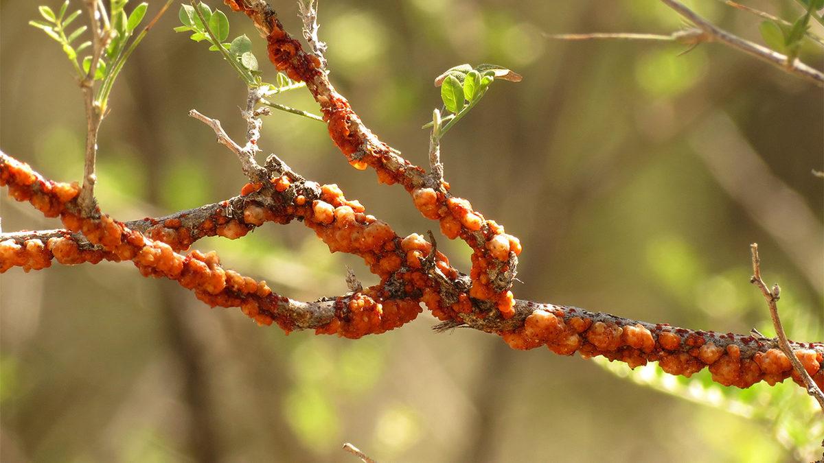 Neredeyse Her Şekerlemenin Arkasında Gördüğümüz E904 Kodu Nedir? Böceklerden Elde Ediliyormuş!