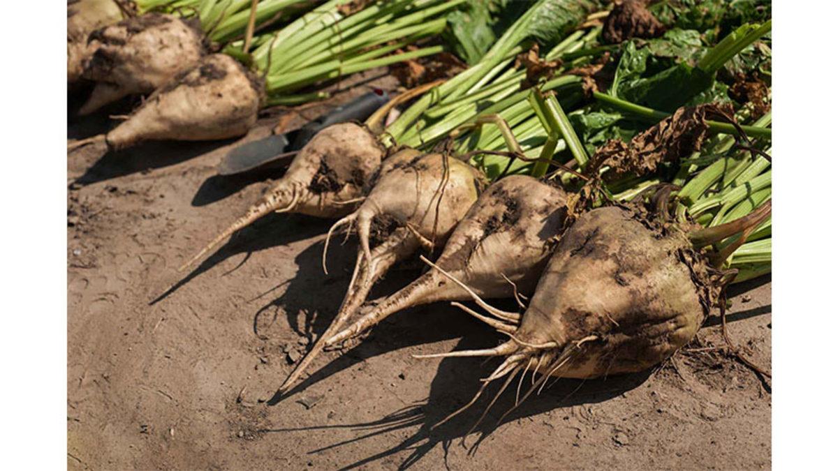 Toz Şekerin Tadının Aksine Neden Kötü Koktuğunu Öğrenince Çok Şaşıracaksınız!