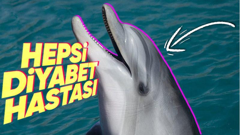 Tıpkı İnsanlar Gibi Diyabet Hastası Olan Yunus Balıkları, Okyanusun Ortasında Glikoz İhtiyacını Nasıl Karşılıyorlar?