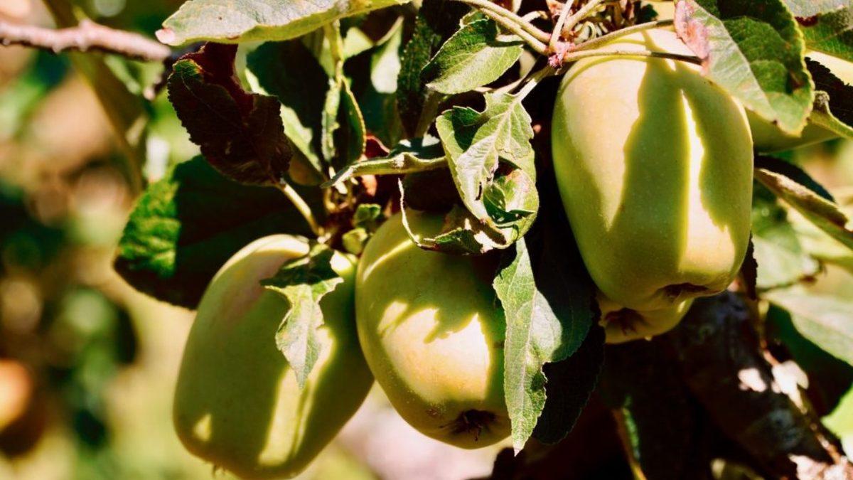 Bazı Meyveler Bekledikçe Lezzetlenirken Bazıları Neden Kısa Sürede Bozulmaya Başlar?