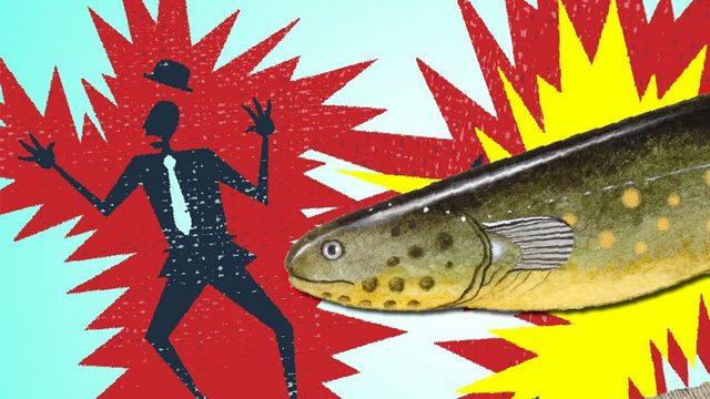 Balıkların Elektrik Üretebilmelerinin Arkasındaki Harikulade Yetenek