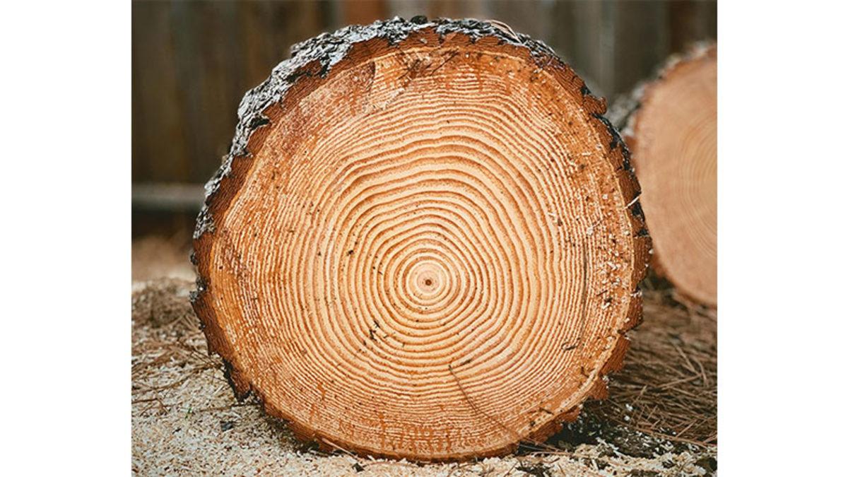 Ağaçların İçindeki Halkalara Bakarak İklim Değişikliği Hakkında Bilgi Edinmemiz Mümkün! İyi de Nasıl?