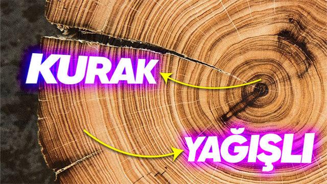 Ağaçların İçindeki Halkalara Bakarak İklim Değişikliği Hakkında Bilgi Edinmemiz Mümkün! İyi de Nasıl?