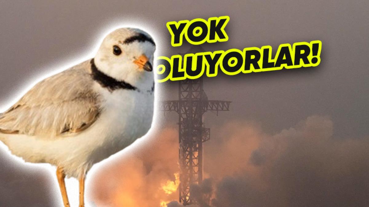 SpaceX’in Tam Bir Doğa Katliamı Yaptığı Ortaya Çıktı: Kuşların Göç Yolları Bile Değişmiş!