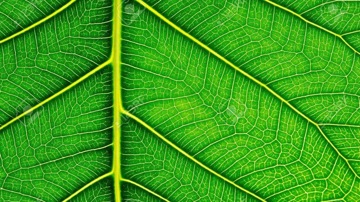 Yapraklar Neden Mavi, Kırmızı veya Mor Değil de Yeşildir? (Hayati Bir Nedeni Var!)