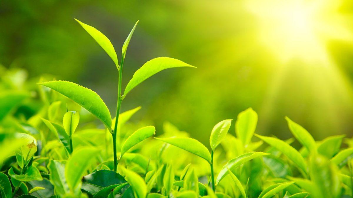 Yapraklar Neden Mavi, Kırmızı veya Mor Değil de Yeşildir? (Hayati Bir Nedeni Var!)