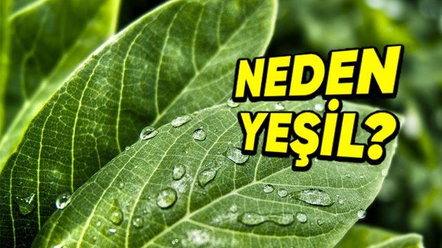Yapraklar Neden Mavi, Kırmızı veya Mor Değil de Yeşildir? (Hayati Bir Nedeni Var!)