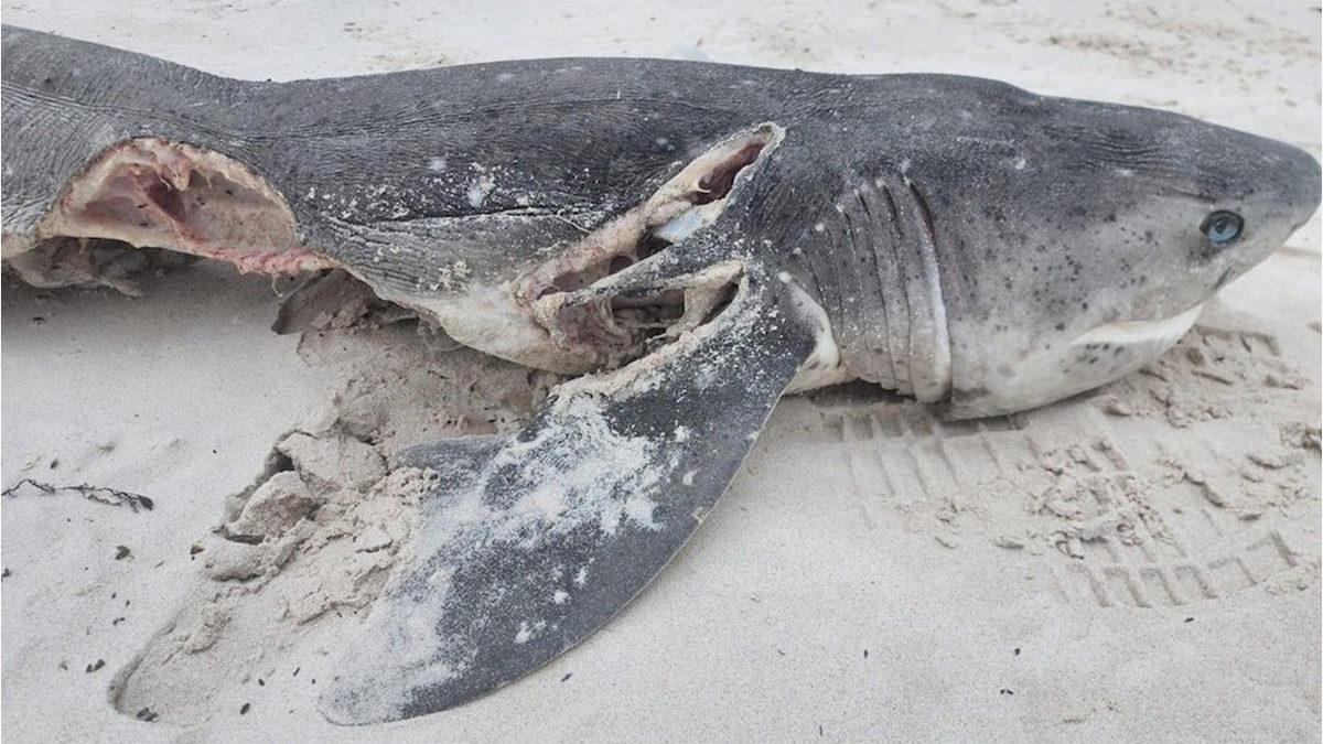 Katil Balinalar Neden Köpek Balıklarını Öldürdükten Sonra Karaciğerini Çıkarıyor?