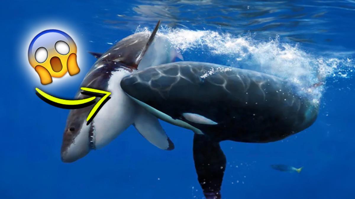 Katil Balinalar Neden Köpek Balıklarını Öldürdükten Sonra Karaciğerini Çıkarıyor?