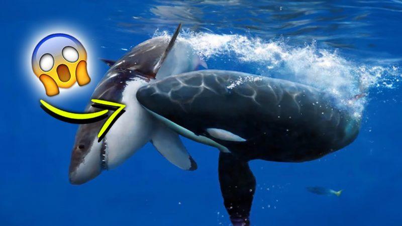 Katil Balinalar Neden Köpek Balıklarını Öldürdükten Sonra Karaciğerini Çıkarıyor?