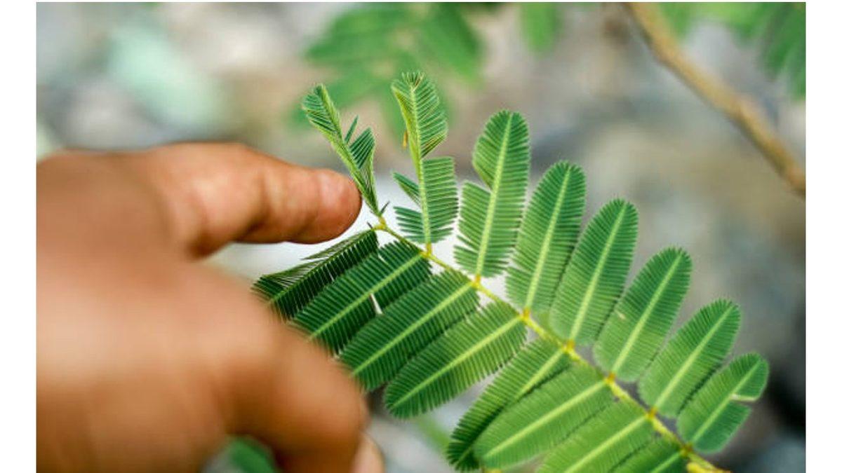 Küstüm Çiçeği Gerçek Anlamda Neden Küsüyor? Verdiği Başka Tepkiler de Varmış!