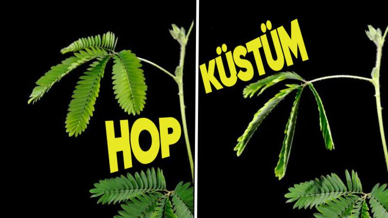 Küstüm Çiçeği Gerçek Anlamda Neden Küsüyor? Verdiği Başka Tepkiler de Varmış!