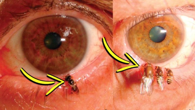 Bilim İnsanları Yaptıkları Bir Çalışmada Arıları Gözlerine Yerleştirerek Ne Amaçlamıştı? Arkasında Rahatsız Edici Bir Gerçek Yatıyor