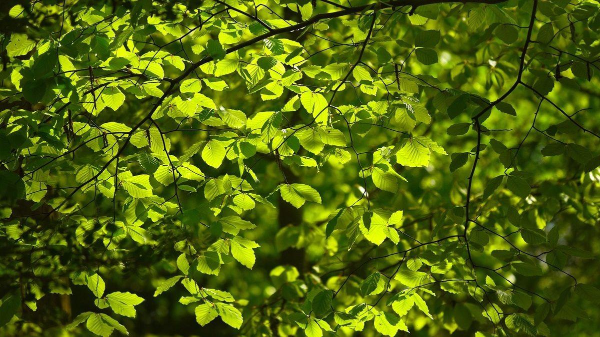 İlkbaharda Yemyeşil Olan Yaprakların Sonbaharda Sarıya Dönmesinin Nedeni Tam Olarak Ne?