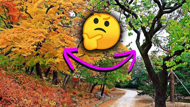 İlkbaharda Yemyeşil Olan Yaprakların Sonbaharda Sarıya Dönmesinin Nedeni Tam Olarak Ne?