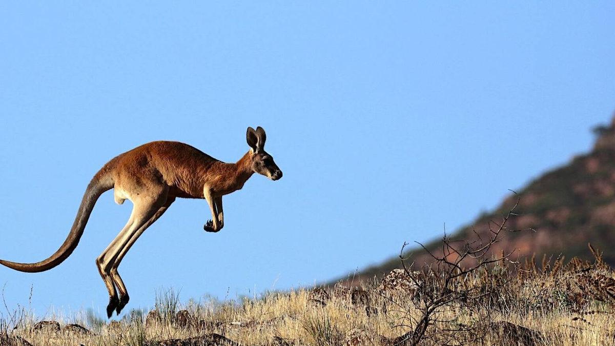 Görünmez Bariyer: Neden Pek Çok Hayvan Wallace Hattı’ndaki Bu Görünmez Çizgiyi Geçemez?