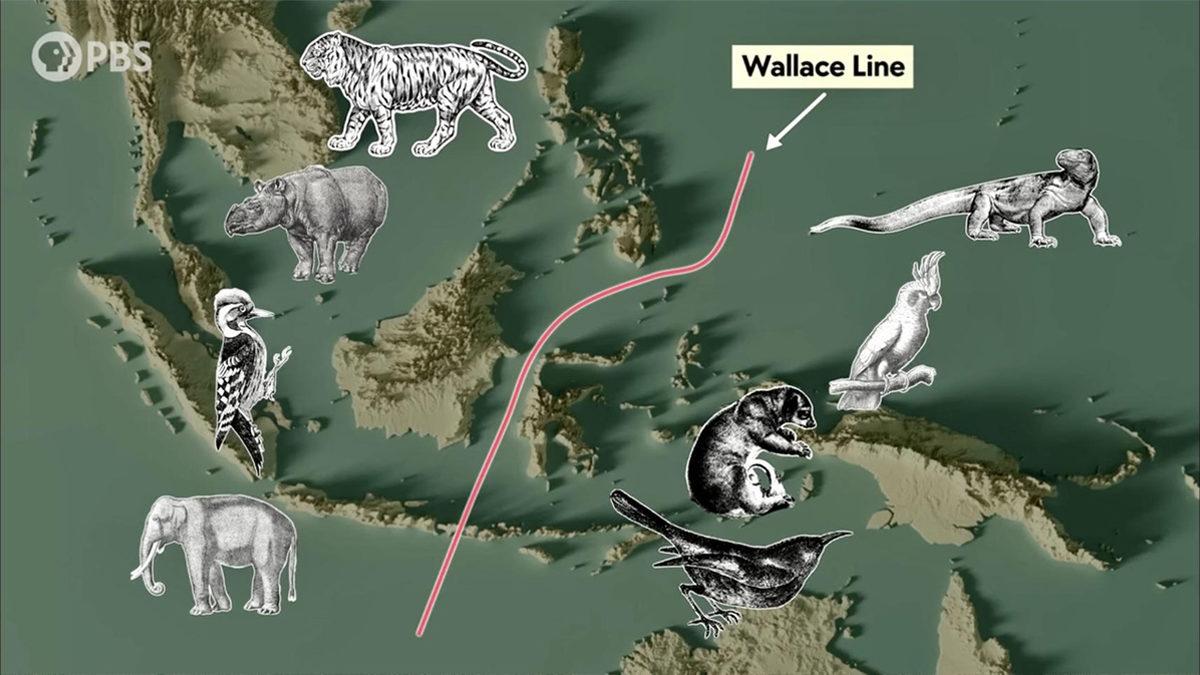 Görünmez Bariyer: Neden Pek Çok Hayvan Wallace Hattı’ndaki Bu Görünmez Çizgiyi Geçemez?